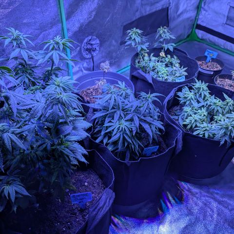 BLDRM growlog timeline photo
