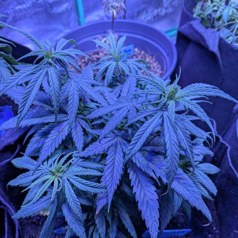 BLDRM growlog timeline photo