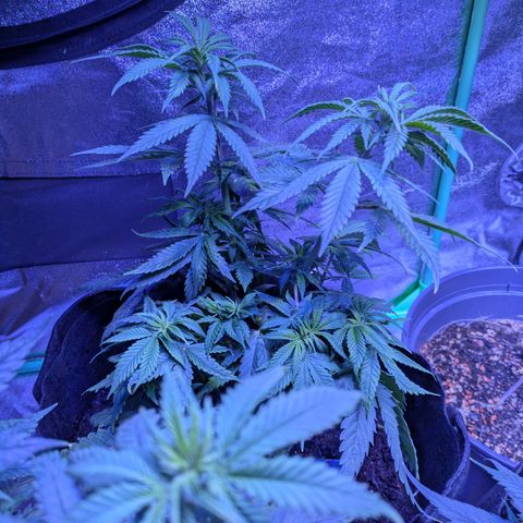 BLDRM growlog timeline photo