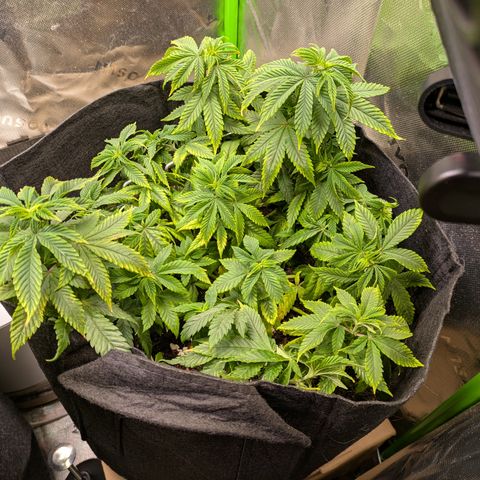 BLDRM growlog timeline photo