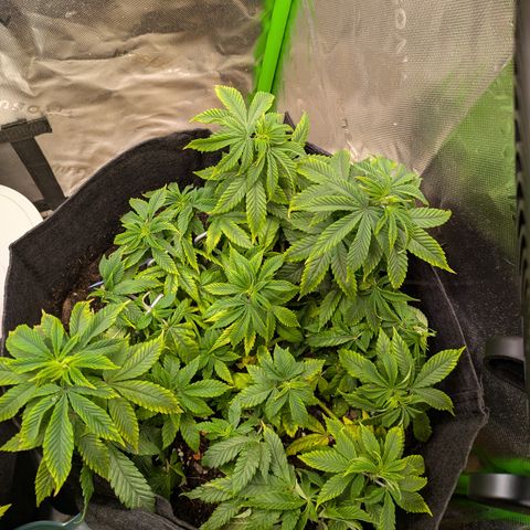 BLDRM growlog timeline photo
