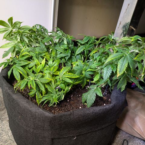 BLDRM growlog timeline photo