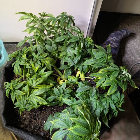BLDRM growlog timeline photo