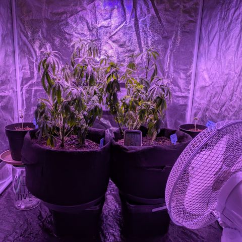 #1 Special Queen growlog timeline photo