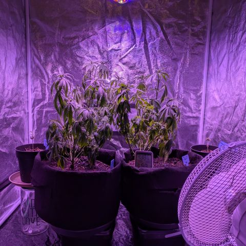 #1 Special Queen growlog timeline photo
