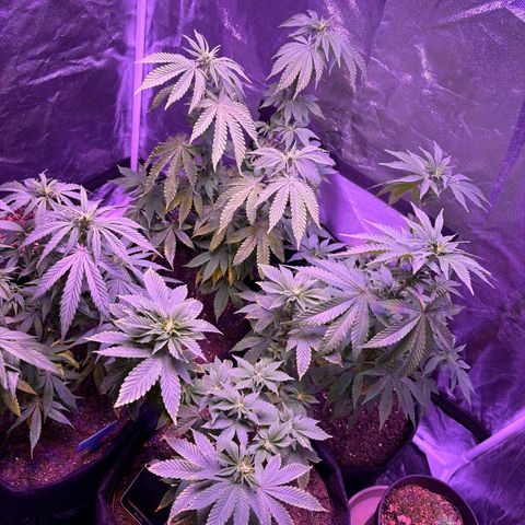 #1 Special Queen growlog timeline photo