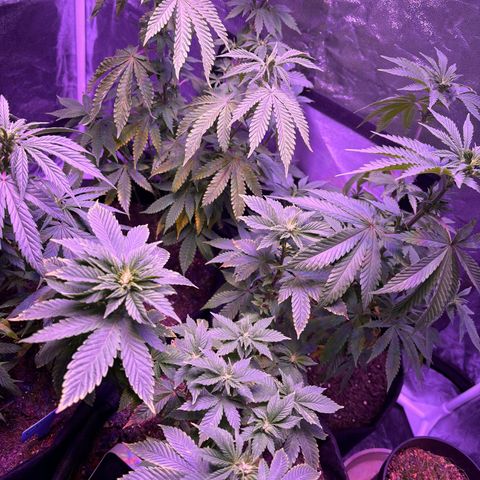 #1 Special Queen growlog timeline photo