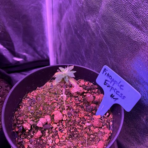 #1 Special Queen growlog timeline photo