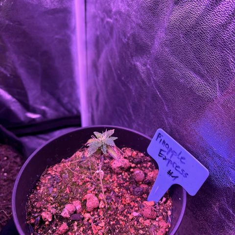 #1 Special Queen growlog timeline photo