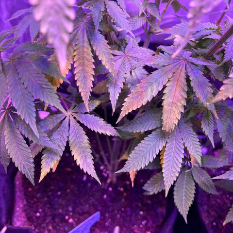 #1 Special Queen growlog timeline photo