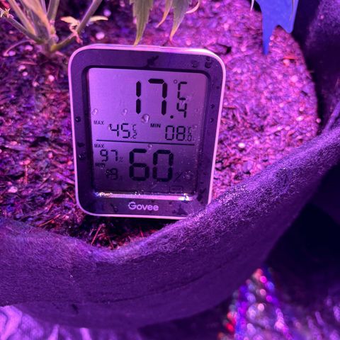 #1 Special Queen growlog timeline photo