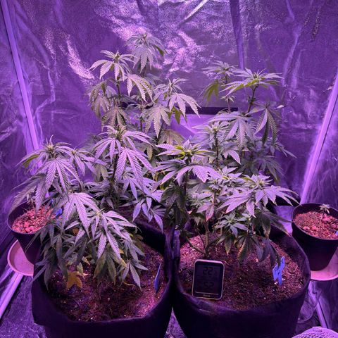 #1 Special Queen growlog timeline photo