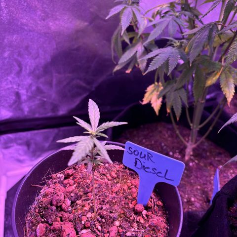#1 Special Queen growlog timeline photo