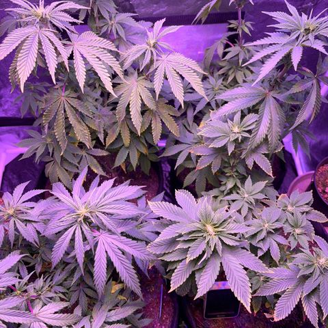 #1 Special Queen growlog timeline photo