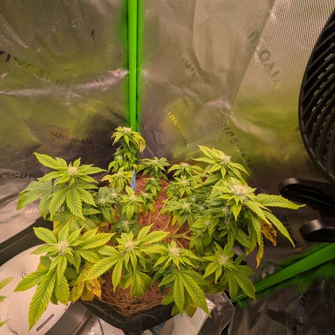 BLDRM growlog timeline photo