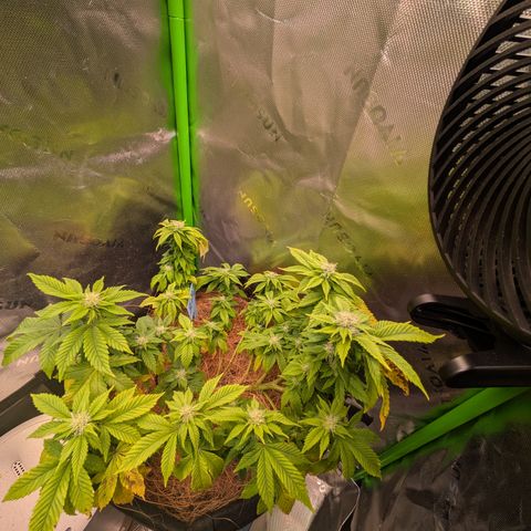 BLDRM growlog timeline photo