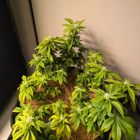 BLDRM growlog timeline photo