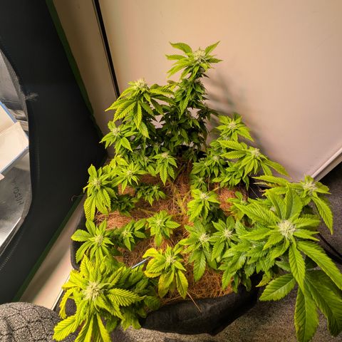 BLDRM growlog timeline photo
