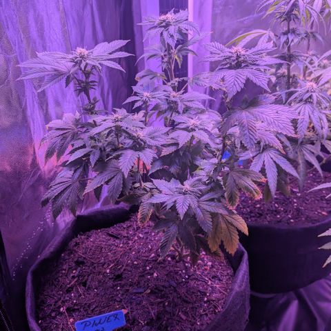 #2 PINEX growlog timeline photo