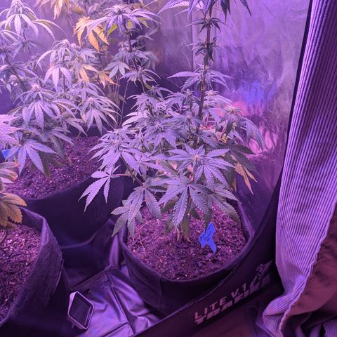 #1 Special Queen growlog timeline photo