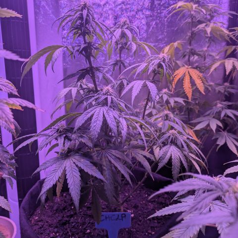 CHCLP growlog timeline photo