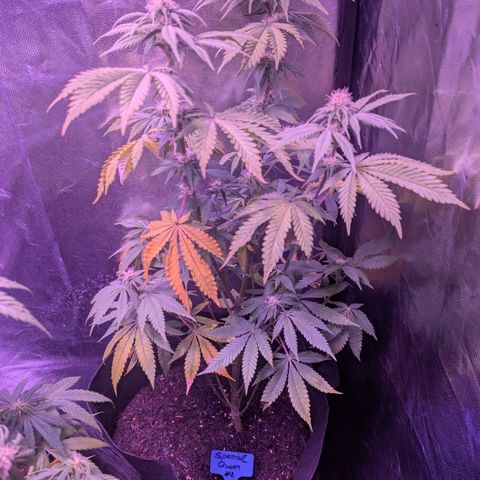 #2 Special Queen  growlog timeline photo