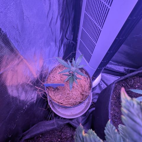 Sour Diesel growlog timeline photo