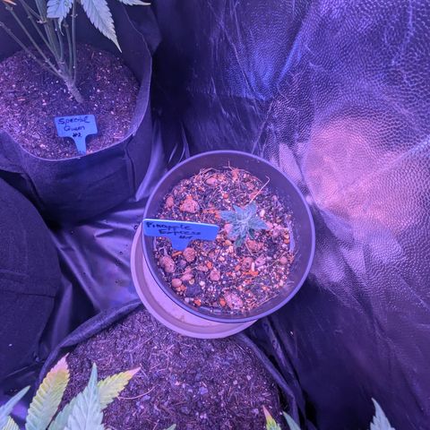 #1 Pineapple Express growlog timeline photo