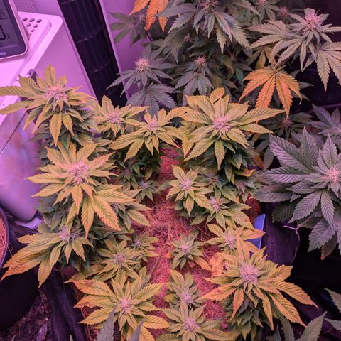 BLDRM growlog timeline photo