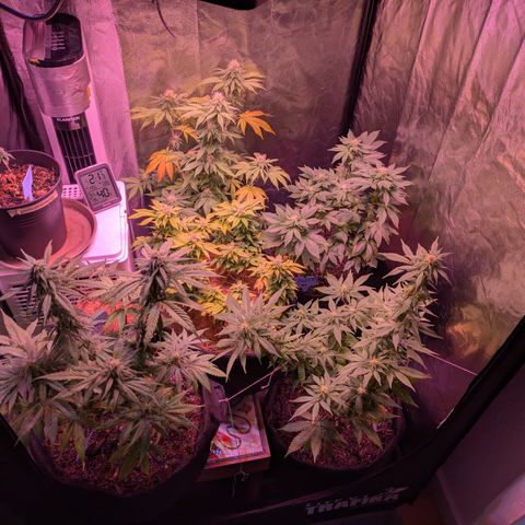 BLDRM growlog timeline photo
