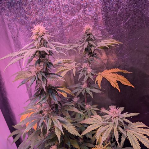 BLDRM growlog timeline photo
