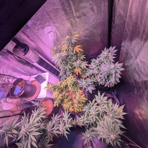 BLDRM growlog timeline photo
