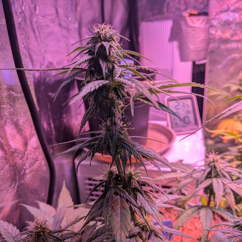 BLDRM growlog timeline photo