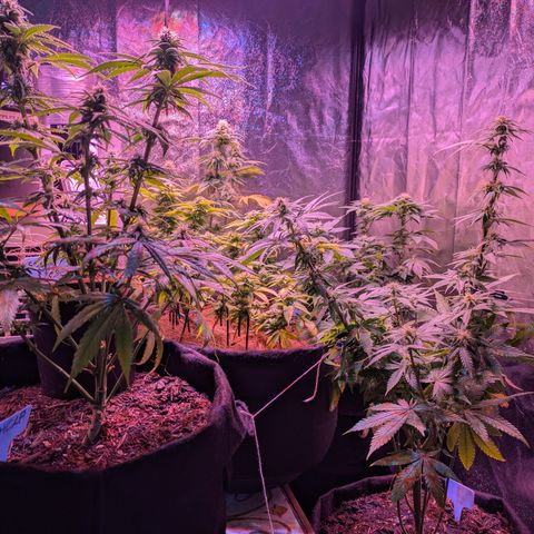 BLDRM growlog timeline photo