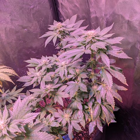 BLDRM growlog timeline photo