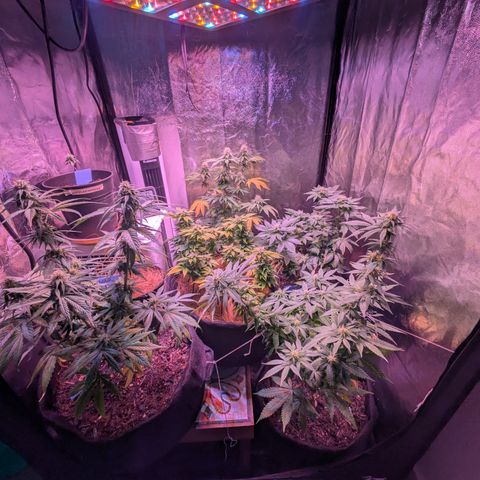 BLDRM growlog timeline photo