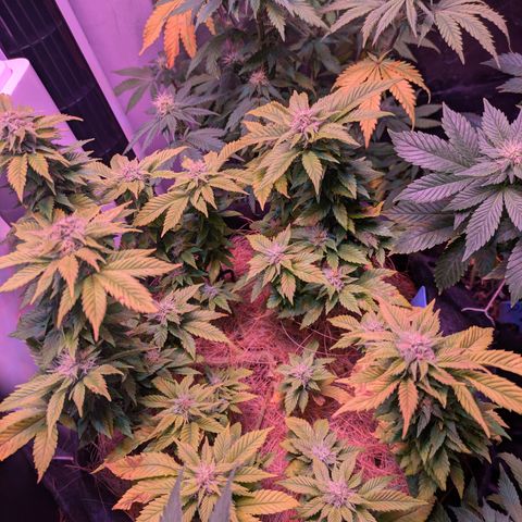 BLDRM growlog timeline photo