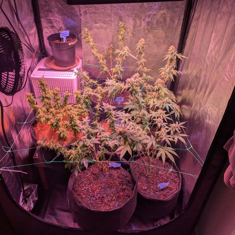 BLDRM growlog timeline photo