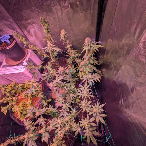 BLDRM growlog timeline photo