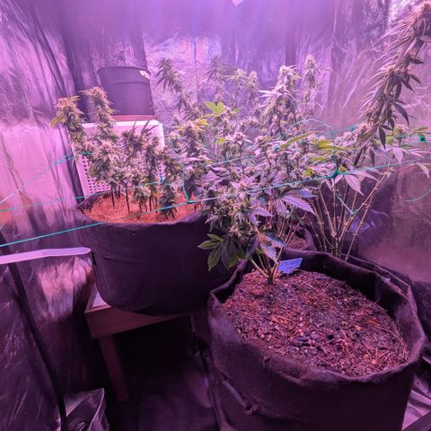 BLDRM growlog timeline photo