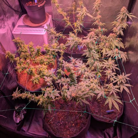 BLDRM growlog timeline photo