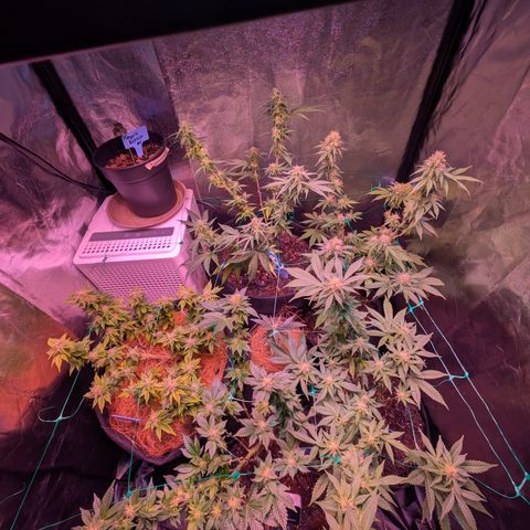BLDRM growlog photo: Ein tag nach entlauben und lollipopping