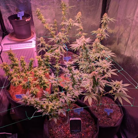 BLDRM growlog photo: Ein tag nach entlauben und lollipopping