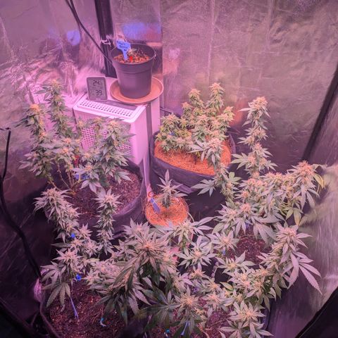 BLDRM growlog timeline photo