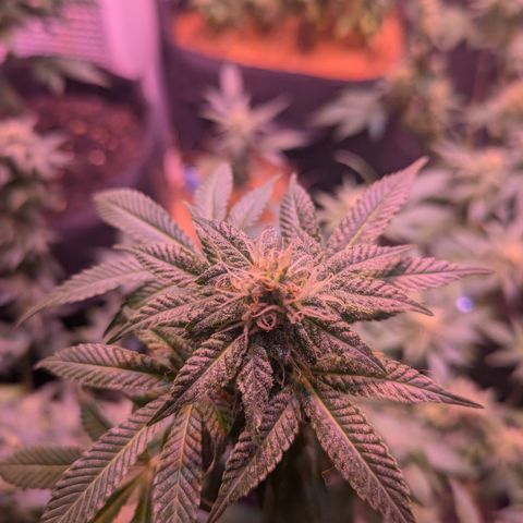 BLDRM growlog timeline photo