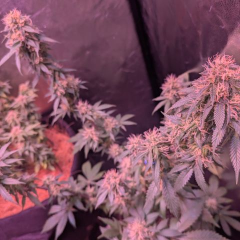 BLDRM growlog timeline photo