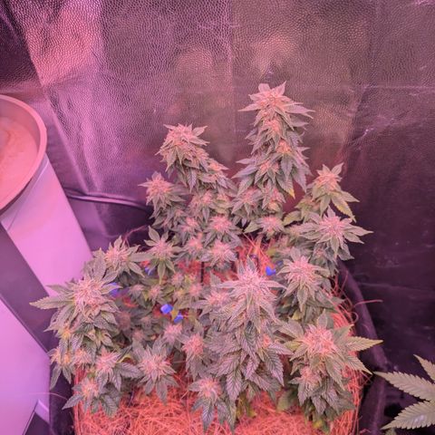 BLDRM growlog timeline photo