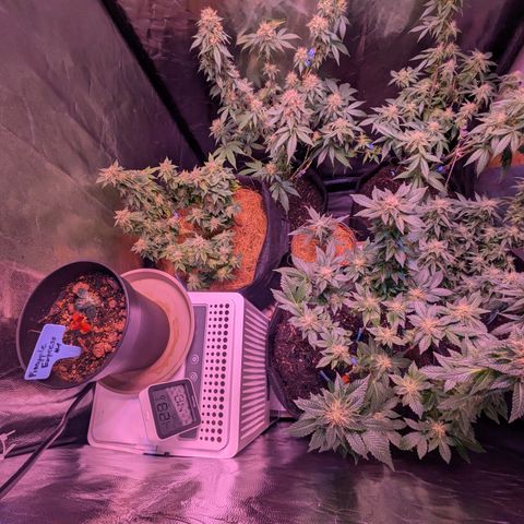 BLDRM growlog timeline photo