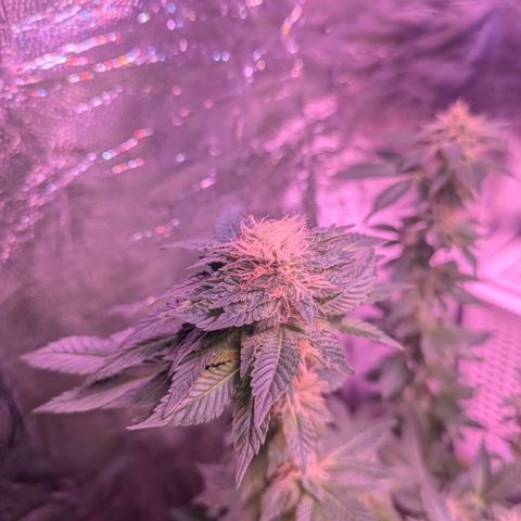 BLDRM growlog timeline photo