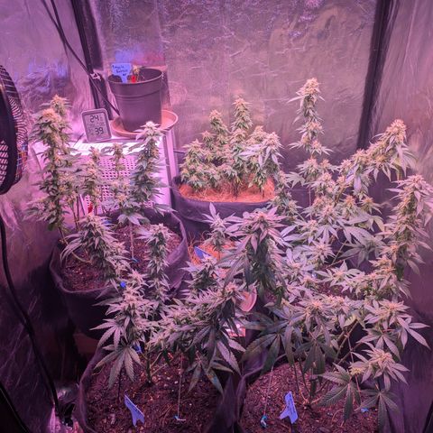 BLDRM growlog timeline photo